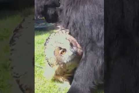 Dog Snuggles with Eagle Owl