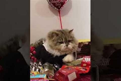 Cute Cat Guards Valentine's Day Presents