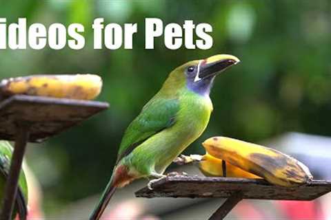 Virtual Trip to Costa Rica - 10 Hour Video for Pets and People - Cat TV for Cats - Feb 14, 2024