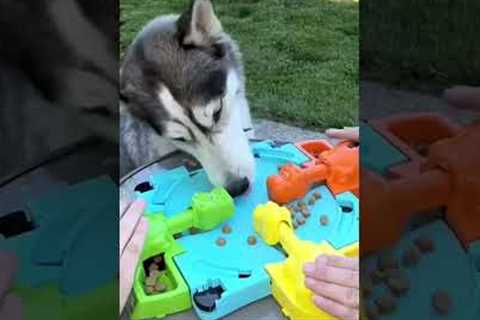 Hungry Husky Plays Board Game For Food