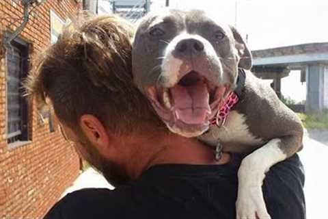 Pitbull Dog Cries Out In Happiness After Months Apart From Owner!