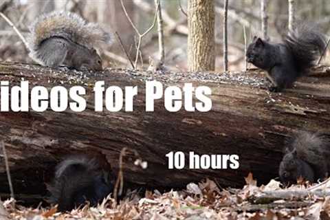 Black, Red and Brown Squirrels in a Scenic Forest - 10 Hour Cat TV for Pets to Watch - Feb 16, 2024