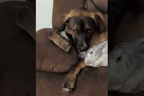 Dog and Bunny Cuddle on Couch