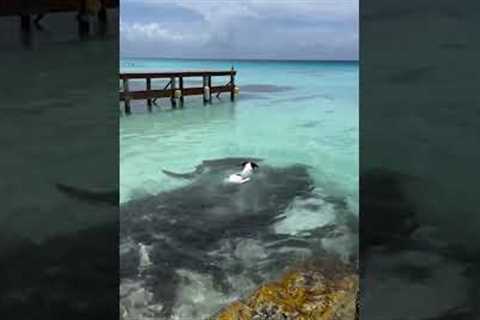 Dog Goes For Swim With Sharks