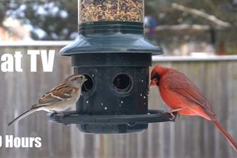 Sunday Morning Brunch for Backyard Birds and Squirrels - 10 Hour CAT TV for Pets - Feb 18, 2024