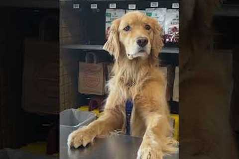 Dog pretending to be store clerk at pet store