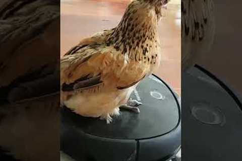 Chicken Goes For Ride On Robot Vacuum