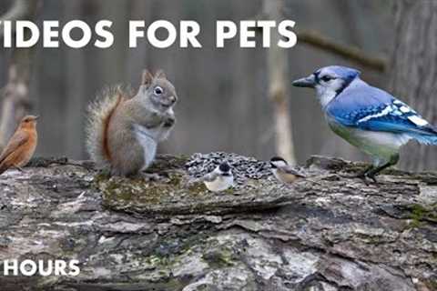 Red Squirrels, Blue Jays, Chickadees and Forest Animals - 10 Hour Cat TV for Pets - Feb 19, 2024