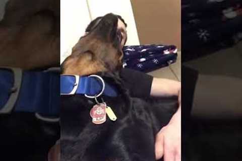 Growly Pup Loves Getting Hugged By Dad