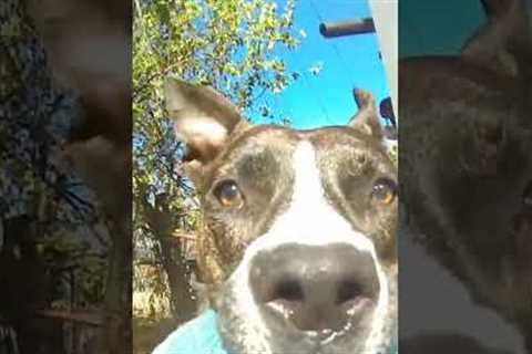 Pit Bull Runs Around Yard With Camera