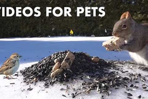 Backyard Birds and Squirrels in the Snow - 10 Hour Video for Pets and People - Cat TV - Feb 20, 2024