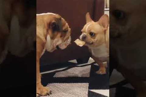 Dogs Tussle Over a Chip