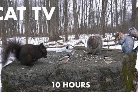 Birds, Squirrels and Turkeys in the Winter Forest - 10 Hour Video for Pets - Cat TV - Feb 21, 2024