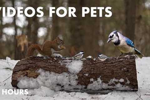 Blue Jays, Red Squirrels and Forest Friends in the Snow - 10 Hour Cat TV for Pets - Feb 22, 2024