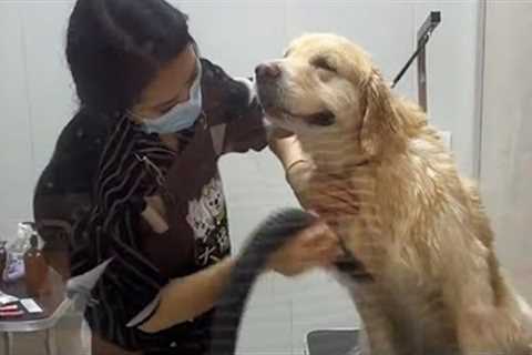 When Bath Time Turns into Heaven | Funny Dog's Reaction