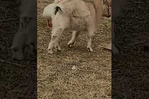 Duck Chases Goat On Farm