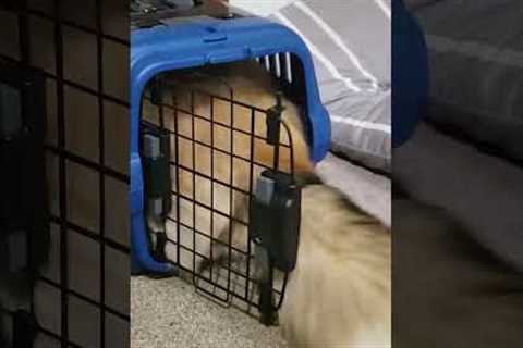 Adorable Dog Tries Getting Into Old Carrier