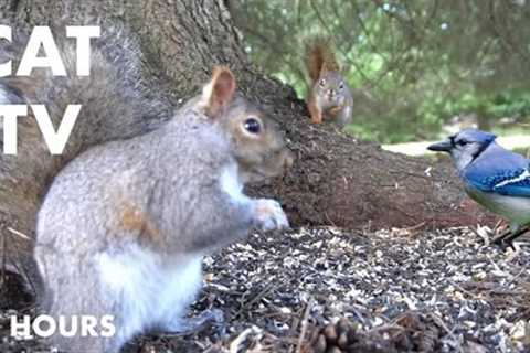 Red Squirrel Protecting the Seed Pile - 10 Hour Video for Pets - Cat TV for Cats - Feb 26, 2024