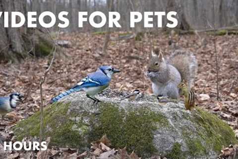 Woodpeckers, Chipmunks and Forest Friends - 10 Hour Video for Pets - Cat TV for Cats - Feb 27, 2024