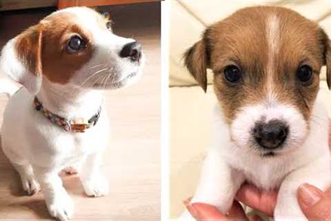 😍 Cute Jack Russell Puppies Make Your Heart Warm 🐶 | Cute Puppies