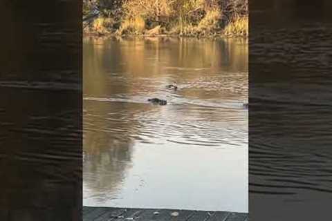 Couple Surprised By Animals Crossing River