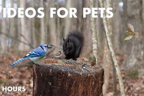 Forest Friends Enjoying a Mild Winter Day - 10 Hour Video for Pets and People - Feb 29, 2024