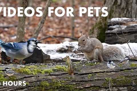 Animals in a Canadian Forest - 10 Hour Video for Pets and People - Cat TV for Cats - Mar 01, 2024