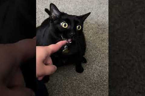 Cat Reacts Hilariously After Biting Pet Parents Finger