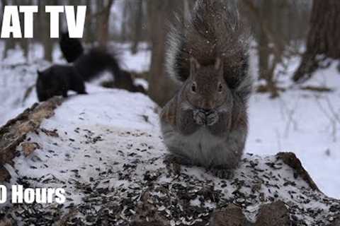 Saturday Morning Cartoons for Pets - 10 Hours of Forest Animals and Backyard Birds - Mar 02, 2024