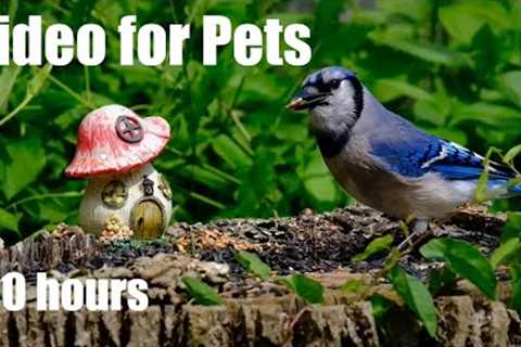 Blue Jays, Chipmunks, Black Squirrels and More - 10 Hour Video for Pets - Cat TV - Mar 03, 2024