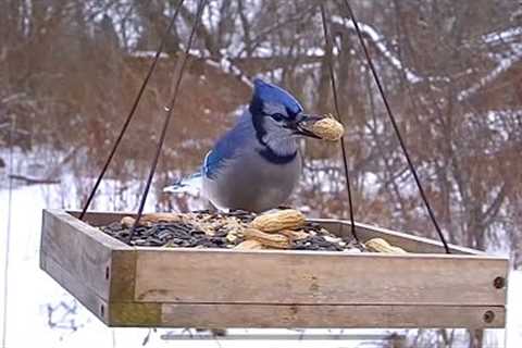 Backyard Blue Jays, Finches, Woodpeckers and More - 10 Hour Video for Pets - Cat TV - Mar 04, 2024