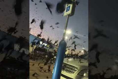 Man Surprised By Birds In Parking Lot Outside Store