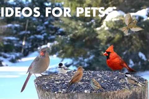 Cardinals, Blue Jays, Yellow Finches and Birds in the Snow - 10 Hour Cat TV for Pets - Mar 05, 2024