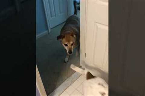 Dog Drags Another Dog Out of Room by Leash