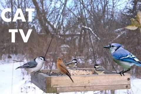 Saturday Morning Cartoons for Pets - 10 Hours of Red Squirrels and Birds - CAT TV - Mar 09, 2024