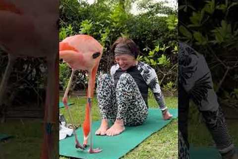 Flamingo Crashes Yoga Class