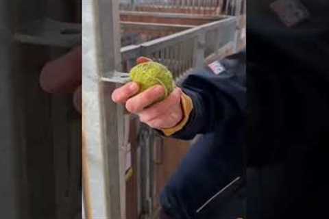 Playful Dog is Bewildered to See Her Ball Tucked to Gate