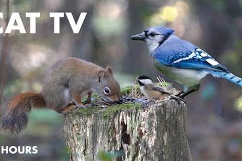 Red Squirrels, Blue Jays and Forest Friends - 10 Hour CAT TV for Pets to Watch - Mar 11, 2024