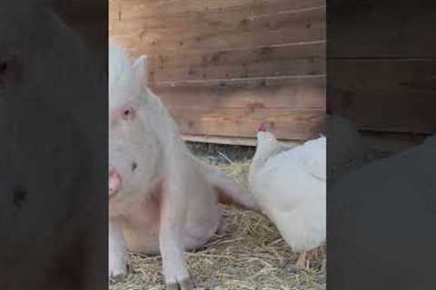 Chicken Pecks Pig, Chaos Ensues