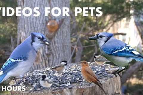 Chickadees, Blue Jays, Red Squirrels and Backyard Animals - 10 Hour CAT TV for Pets - Mar 12, 2024