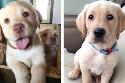 The Best Adorable Labrador Puppies 🐶 Look Forward To Seeing Them All | Cute Puppies