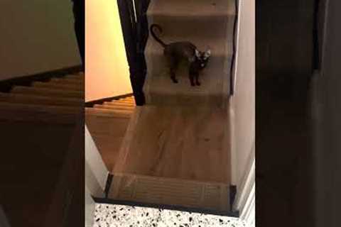 Cornish Rex Screams When Person Opens Door