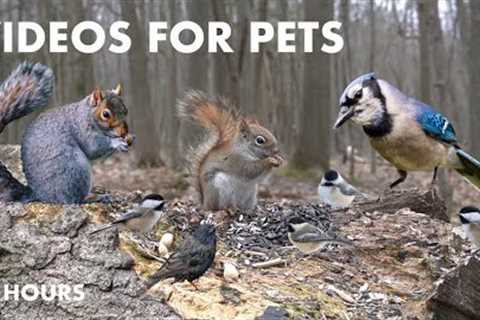 Turkeys, Jays, Red Squirrels and Forest Friends - 10 Hour Cat TV for Pets to Watch - Mar 14, 2024