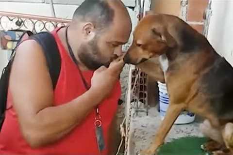 These dogs prove every elder should have one by their side 🥰