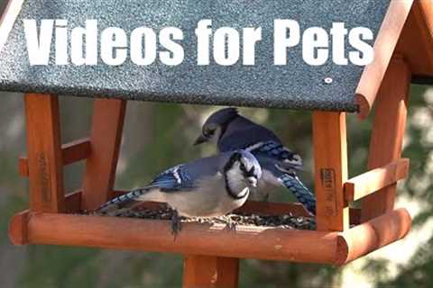 Backyard Blue Jays, Grackles and Squirrels - 10 Hour Cat TV for Pets to Watch - Mar 15, 2024