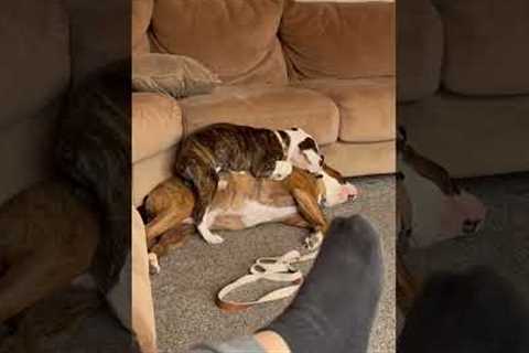 Precious Pups Use Each Other As Pillows During Nap time