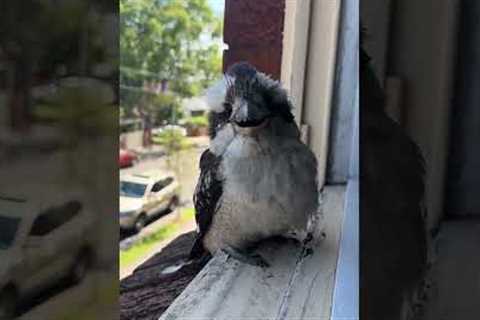 Kookaburra Knocks on Window