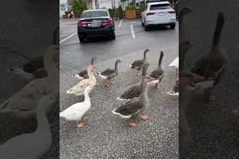 Flock of Geese Waddle in Perfect Sync