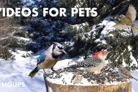 Cat TV for Cats to Watch 🐱 - Ravens, Woodpeckers, Jays, Cardinals and Finches - Mar 19, 2024