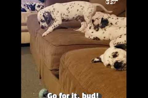 Dalmatian Puppy is Scared to Jump Off Couch